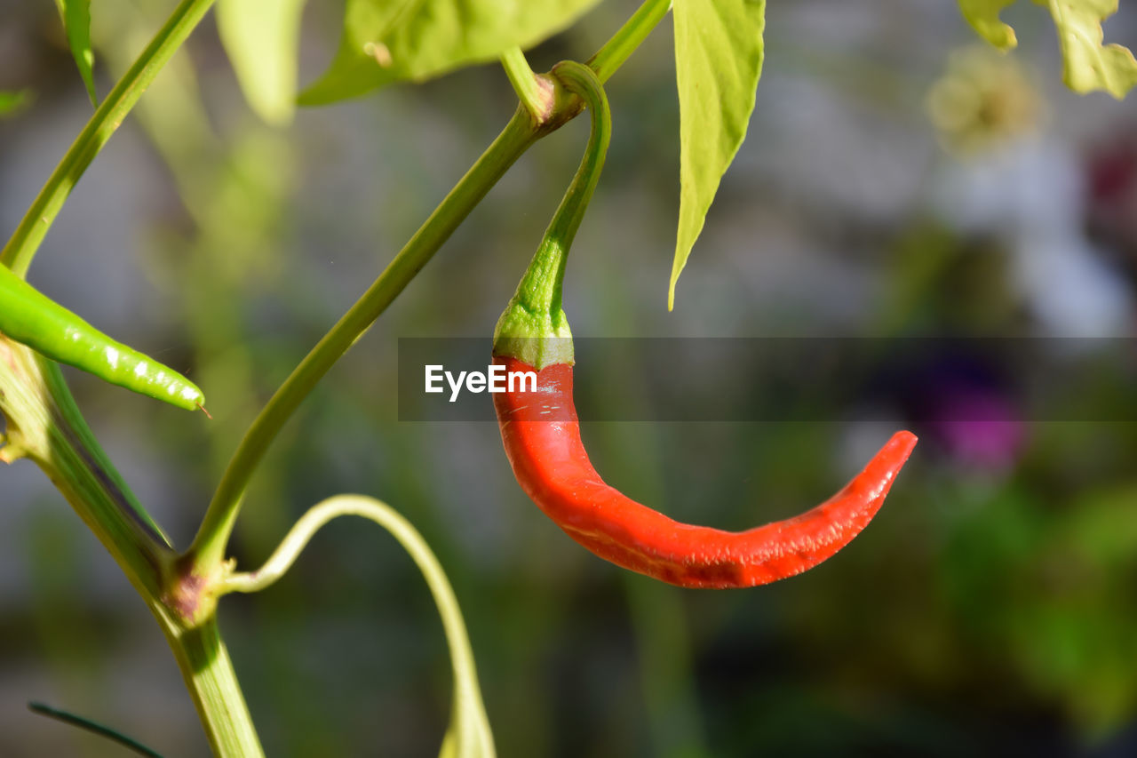 CLOSE-UP OF RED CHILI PEPPER PLANT GROWING OUTDOORS