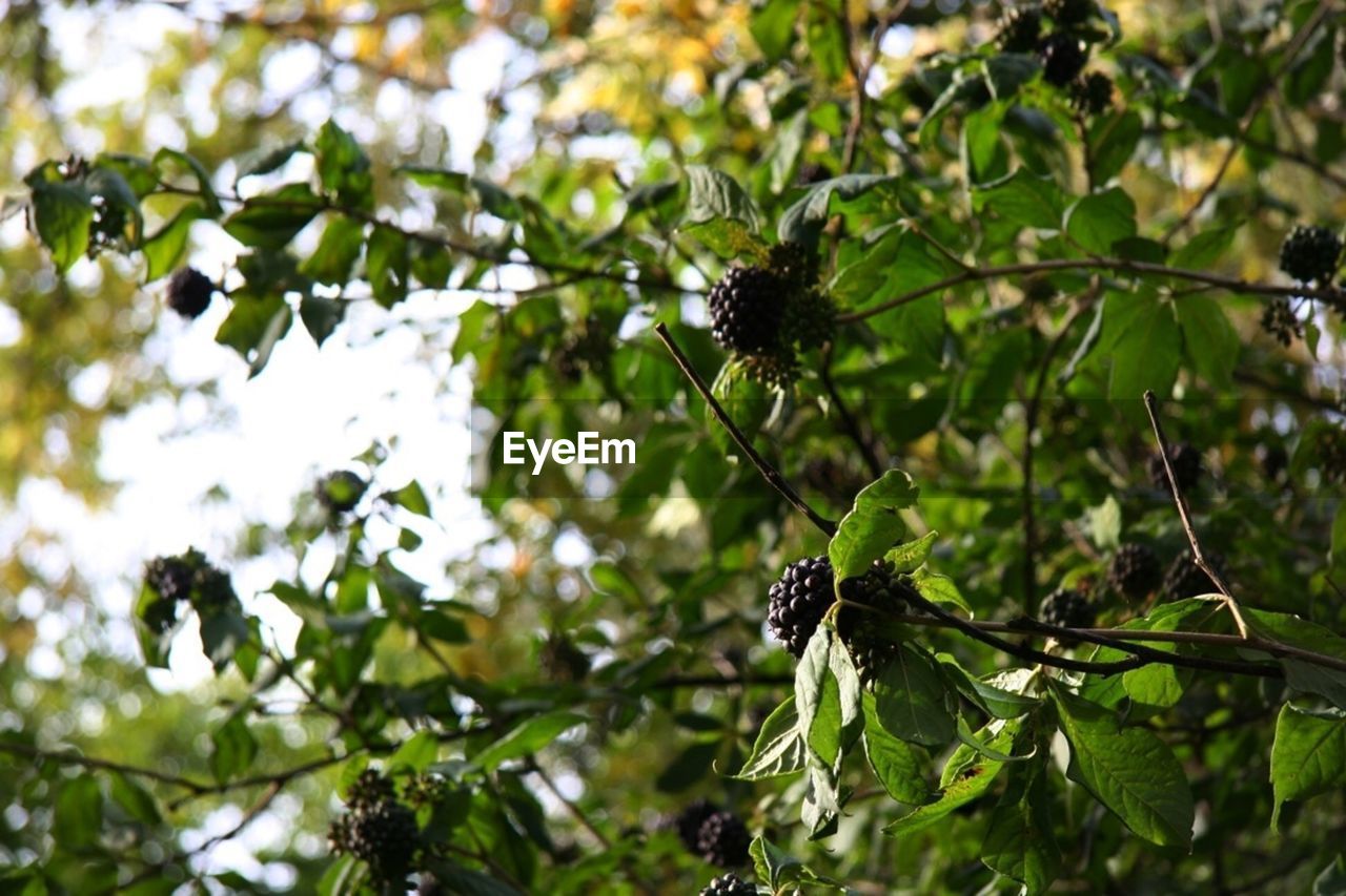 CLOSE-UP OF INSECT ON TREE