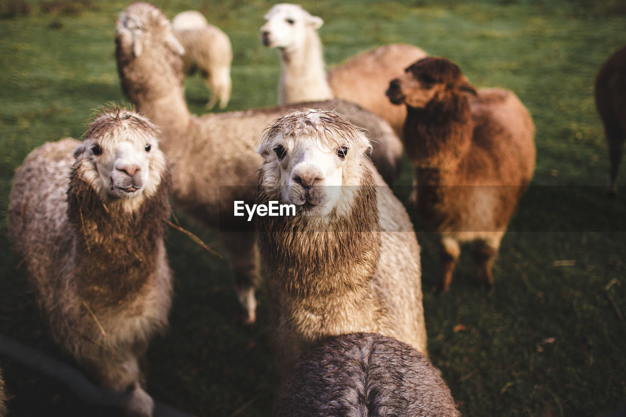 Group of alpacas looking at camera