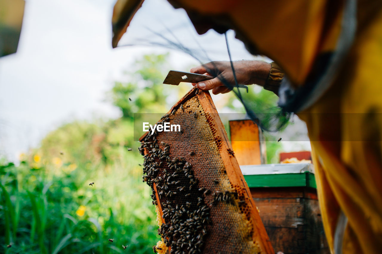 Beekeeper holding honeycomb