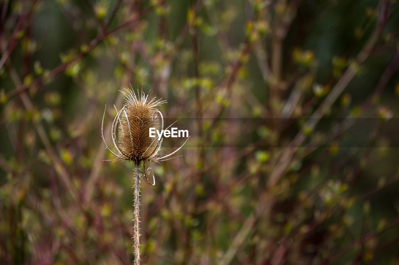 Flower of single wild teasel dipsacus fullonum in front of blurred background. 