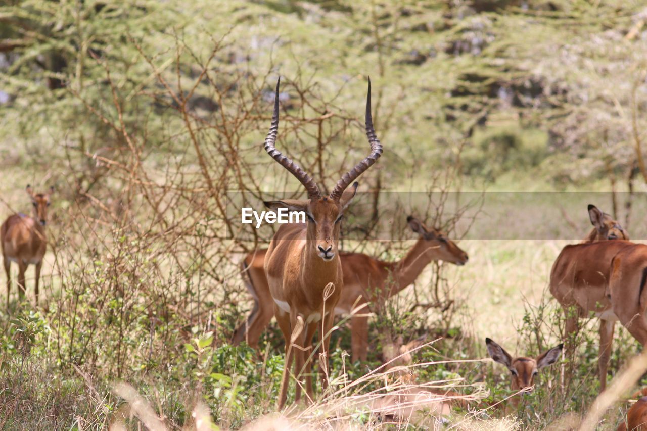 Impalas on field at lake nakuru national park