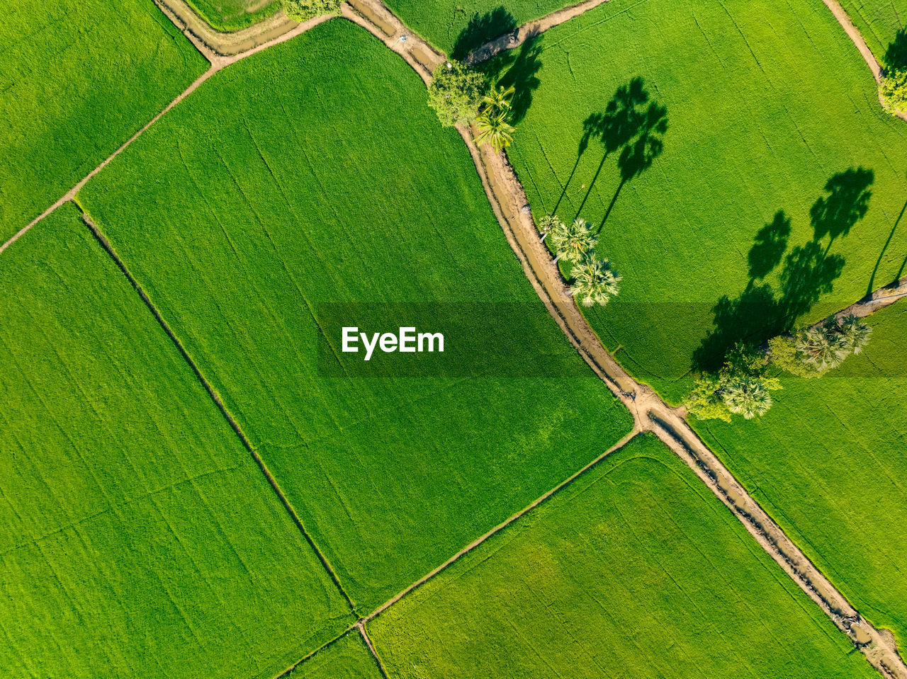 Aerial view of lush green rice field with small winding canal. sustainable agriculture landscape.