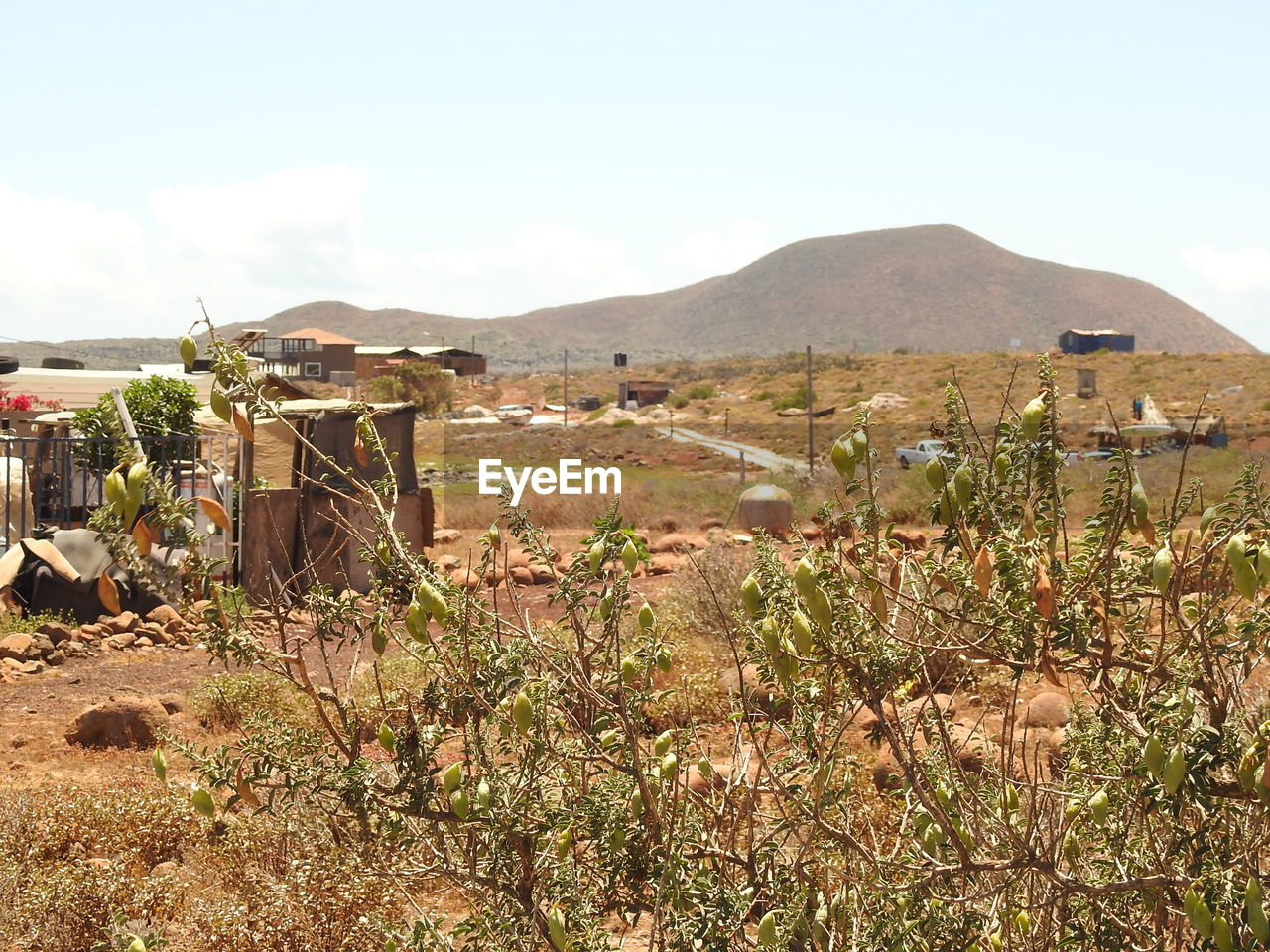 PLANTS GROWING ON FIELD BY MOUNTAINS AGAINST SKY