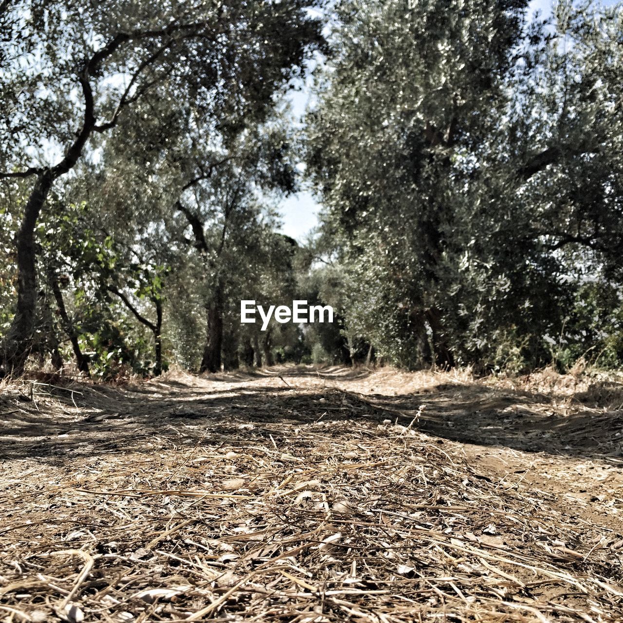 ROAD PASSING THROUGH FOREST