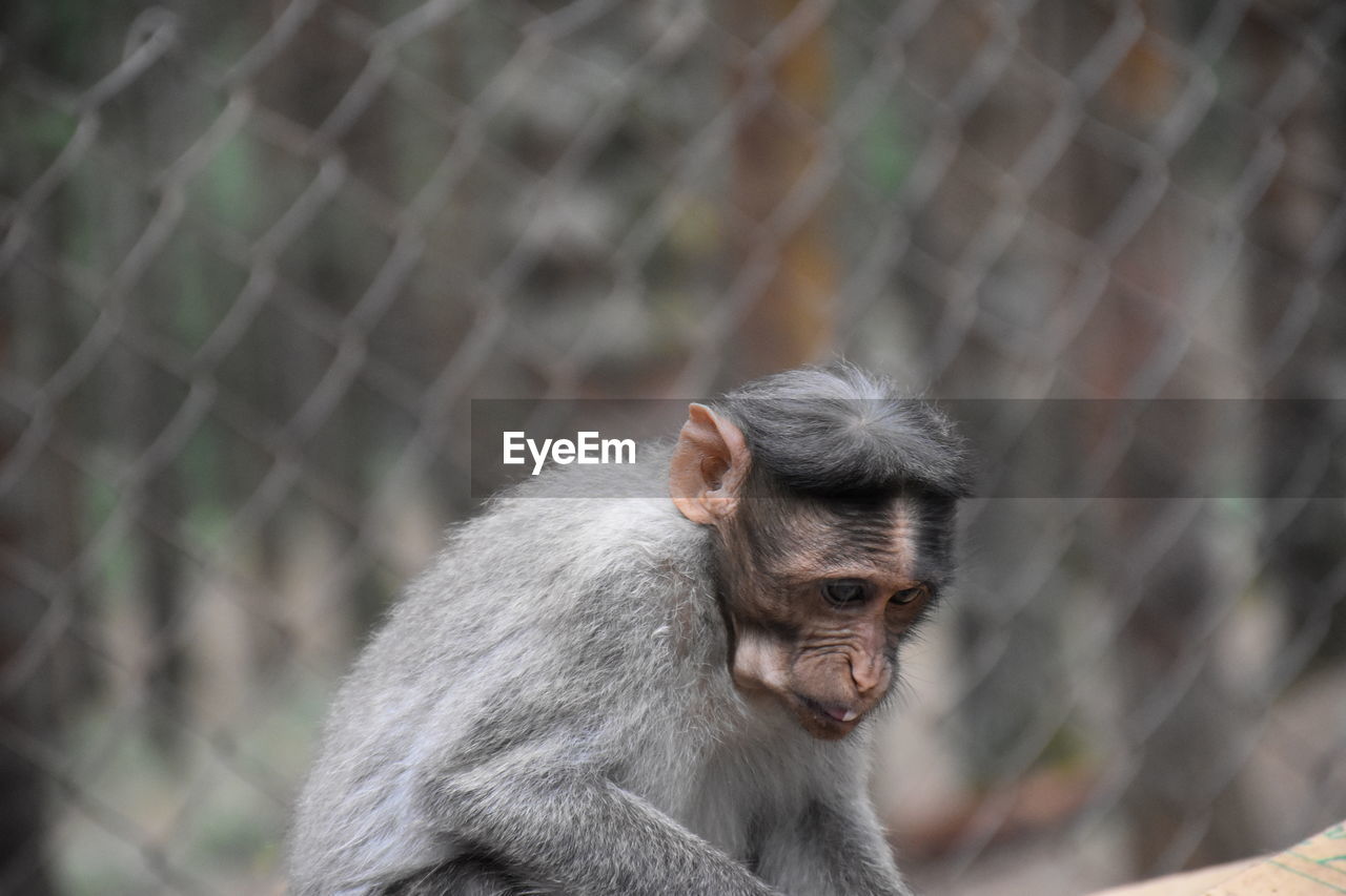 Close-up of monkey in cage at zoo