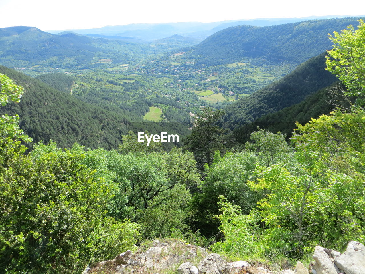 HIGH ANGLE VIEW OF TREES AND PLANTS ON MOUNTAIN