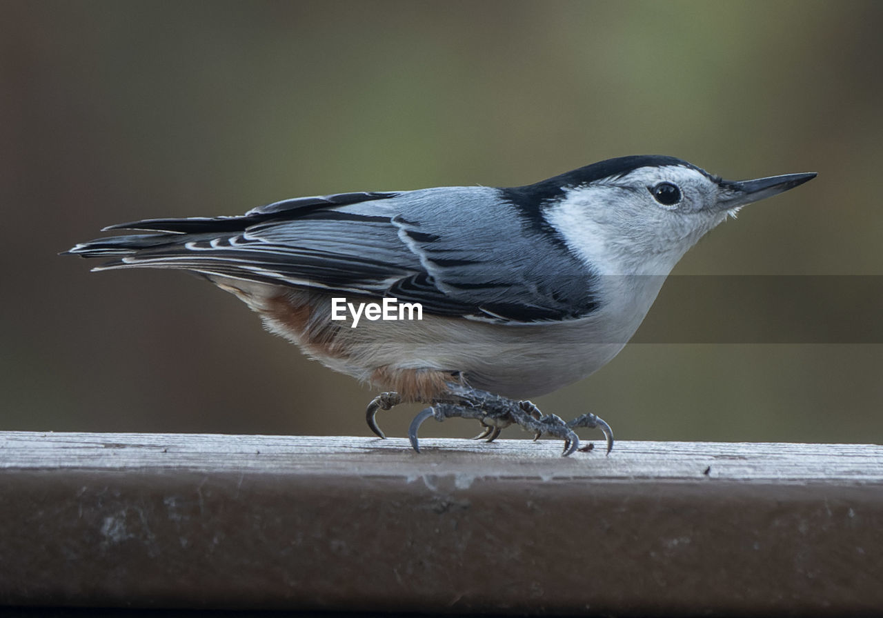 animal themes, animal, bird, animal wildlife, wildlife, one animal, beak, close-up, side view, perching, songbird, full length, no people, focus on foreground, wing, day, nature, wood, outdoors, selective focus