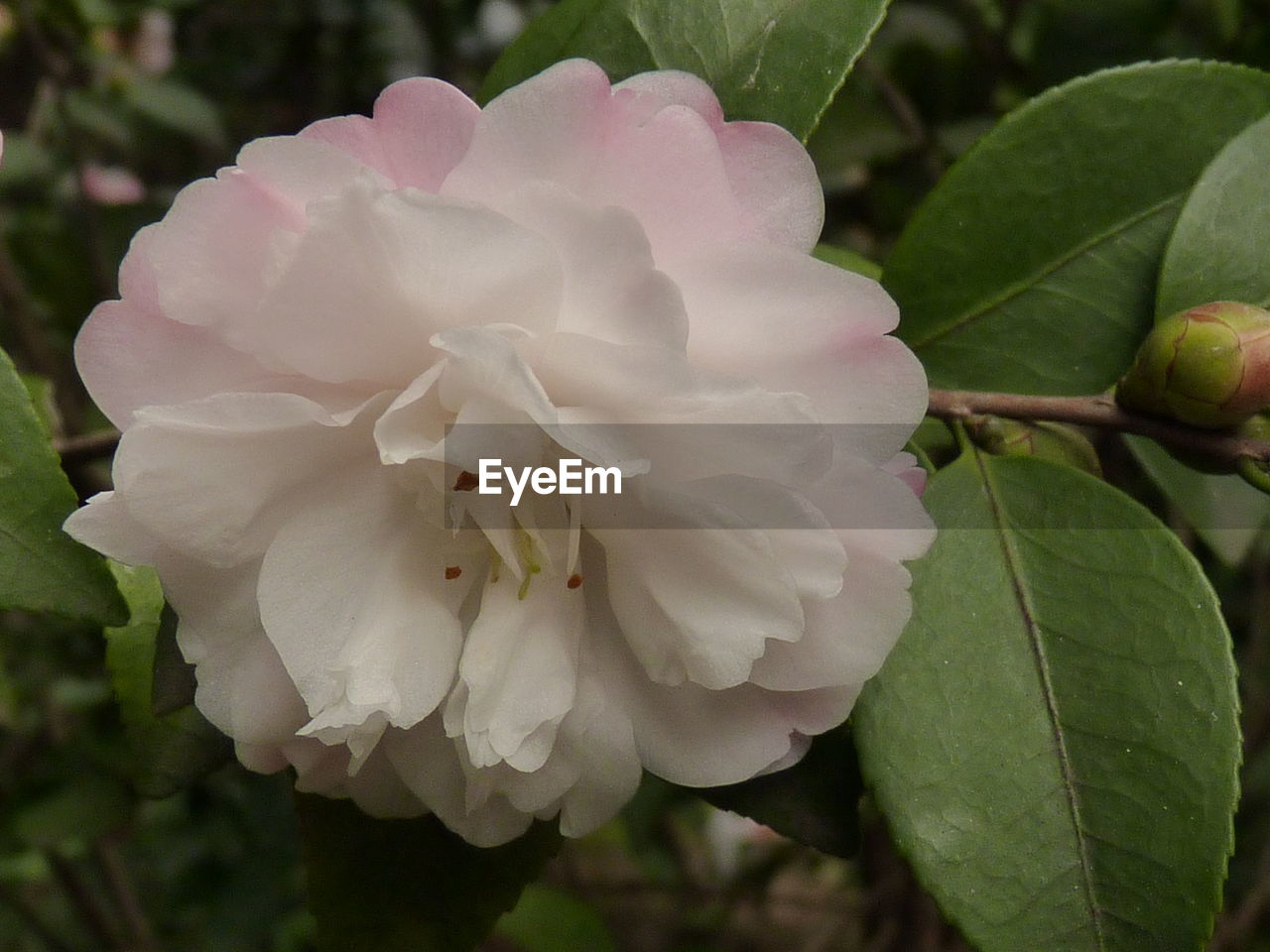 CLOSE-UP OF FRESH WHITE ROSE FLOWER