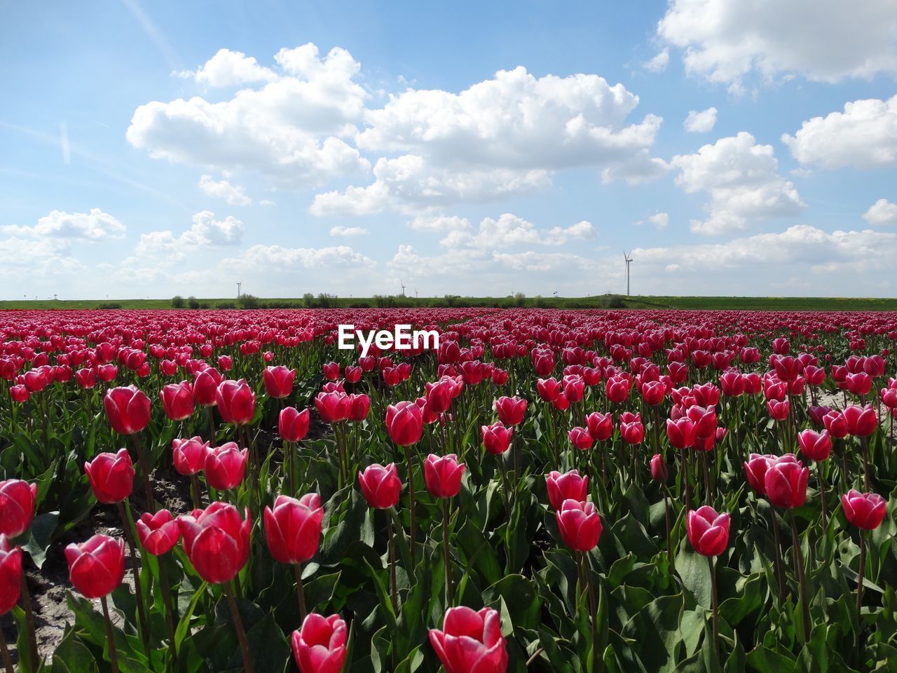 Red tulips blooming in field