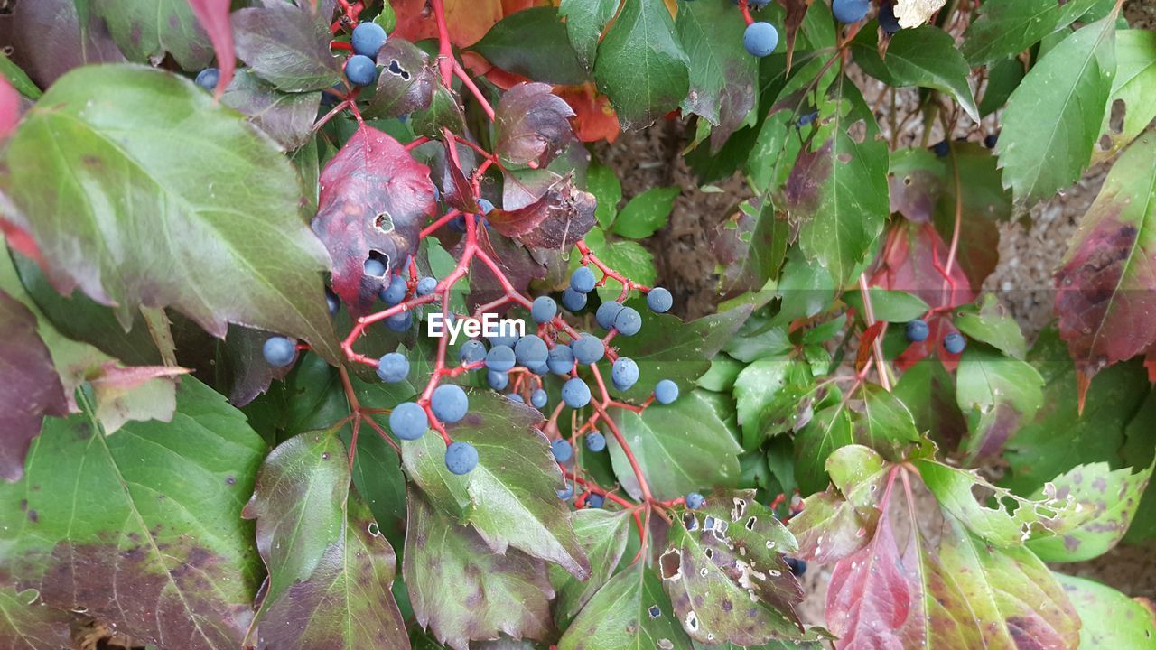 CLOSE-UP OF GRAPES GROWING ON PLANT