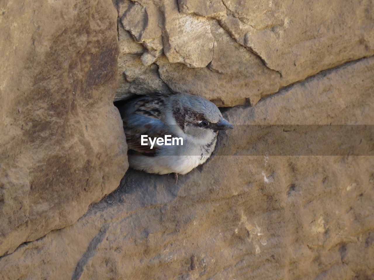 High angle view of bird on rock, feeling safe