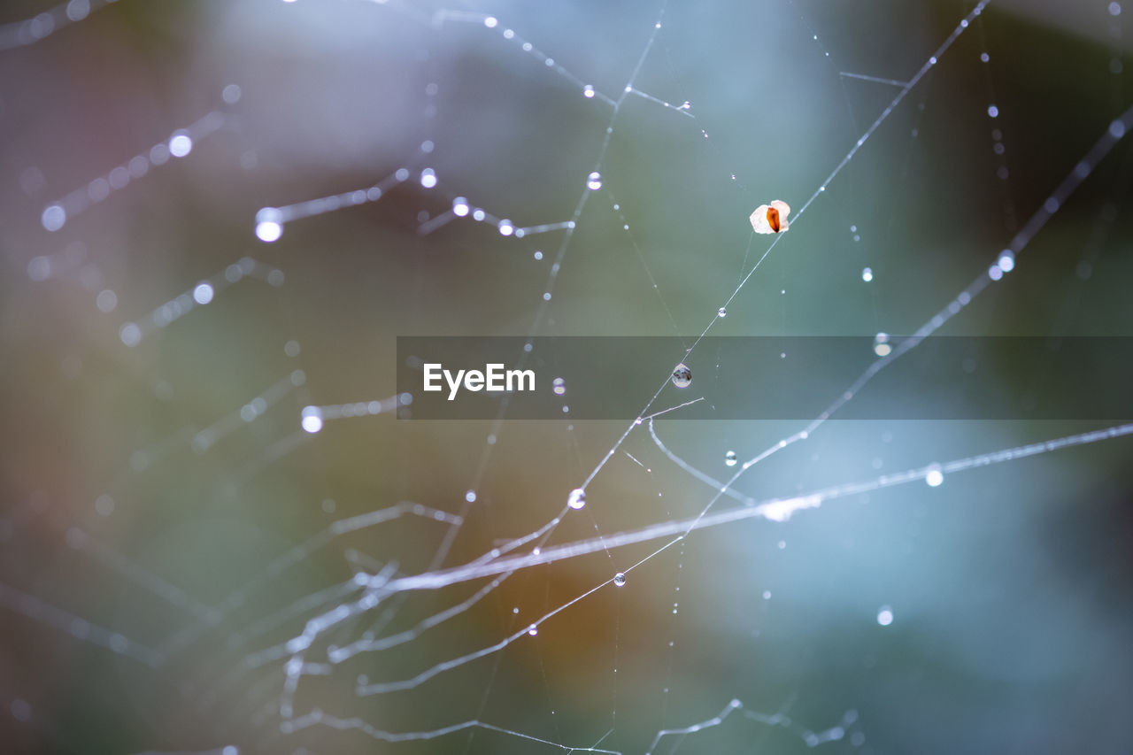 Close-up of a spider on a web with dew drops. 