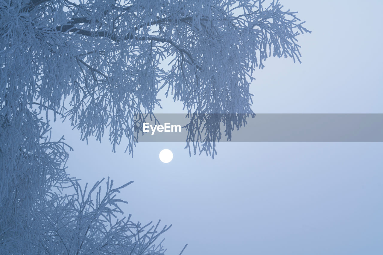 LOW ANGLE VIEW OF TREE AGAINST SKY