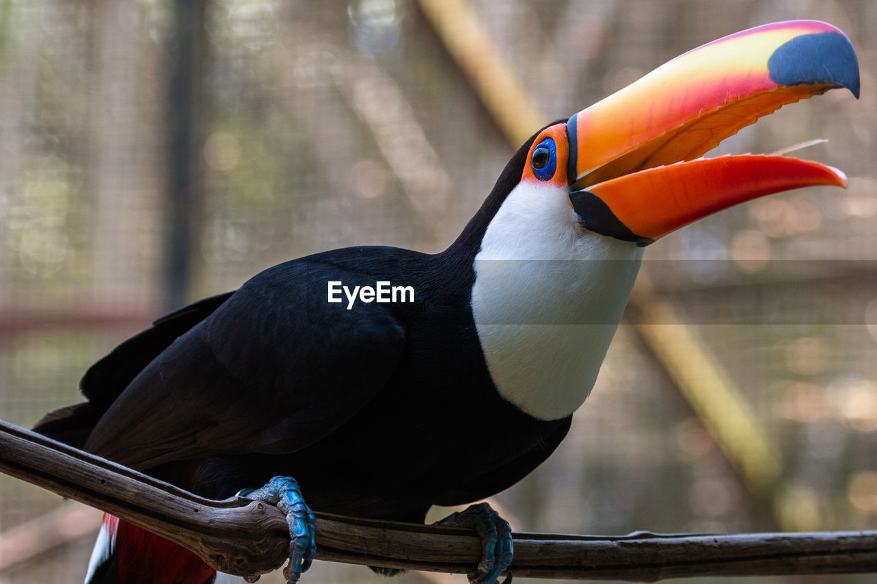 CLOSE-UP OF BIRD PERCHING ON PIPE