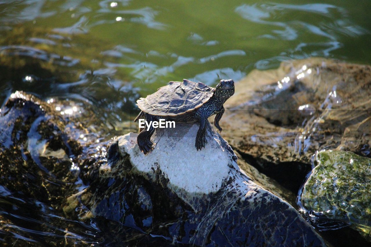 High angle view of turtle on rock in lake