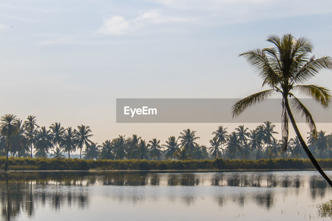 Scenic view of palm trees against sky