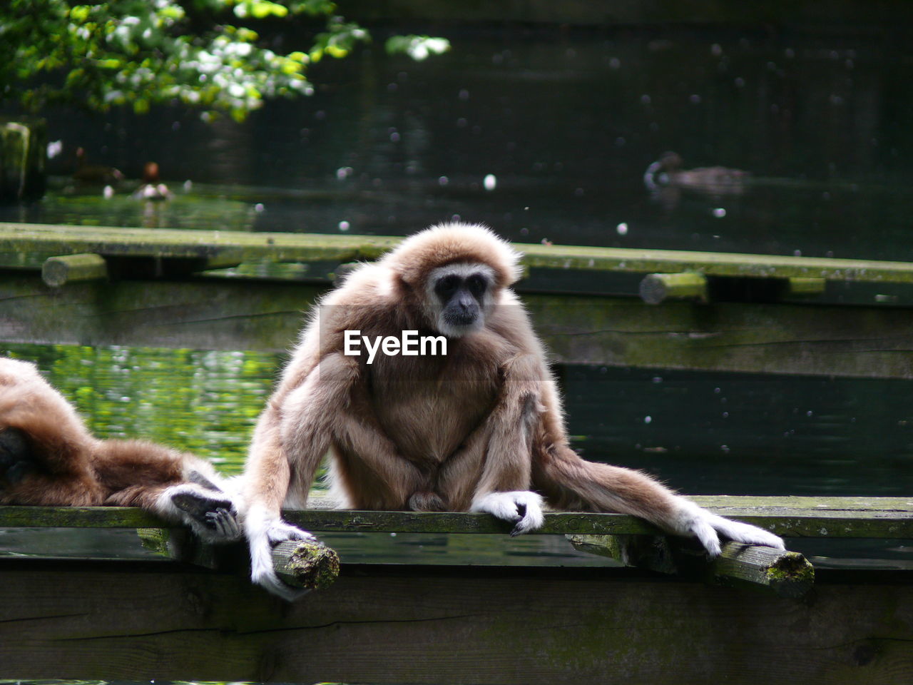 Gibbons over pier on lake at wuppertal zoo