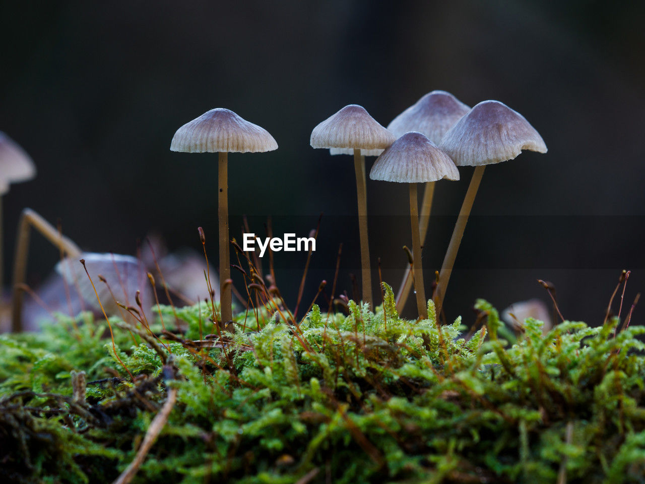 fungus, mushroom, nature, vegetable, plant, growth, food, macro photography, forest, land, green, leaf, beauty in nature, no people, moss, close-up, toadstool, selective focus, surface level, autumn, tree, flower, edible mushroom, outdoors, food and drink, woodland, agaricaceae, grass, fragility, freshness