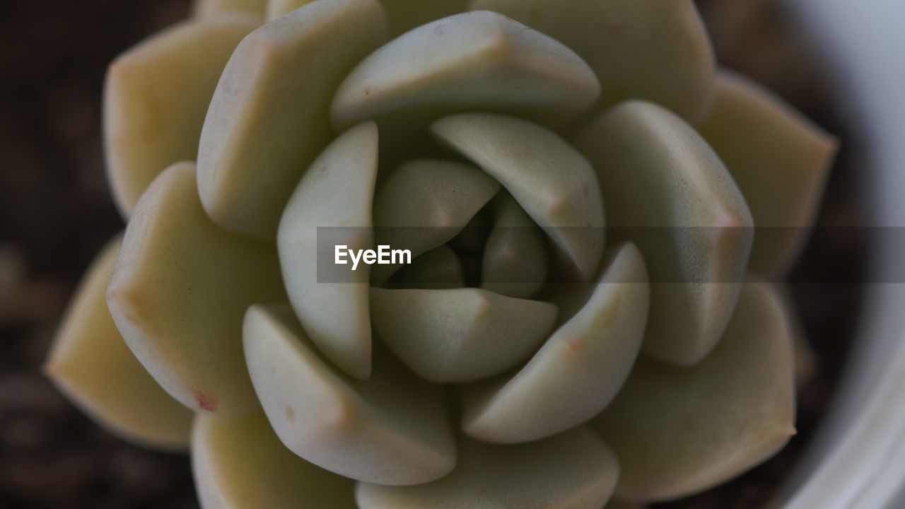 CLOSE-UP OF SUCCULENT PLANT IN CONTAINER