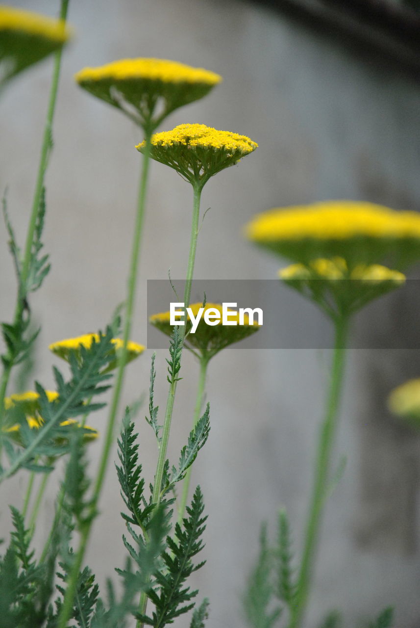 Close-up of yellow flowering plant