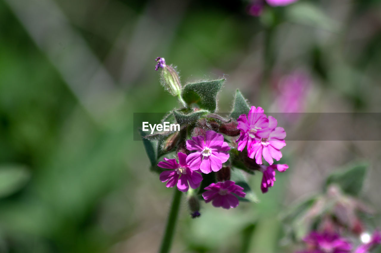 Close-up of insect on pink flower