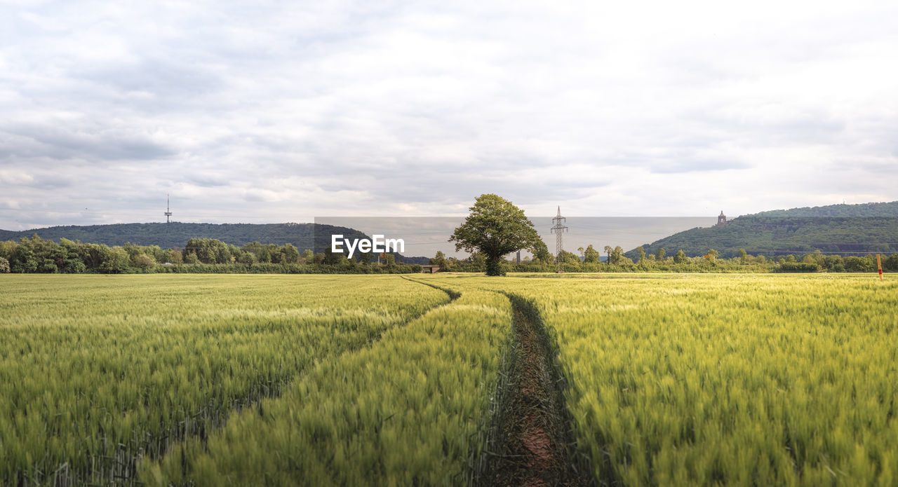 Scenic view of agricultural field against sky