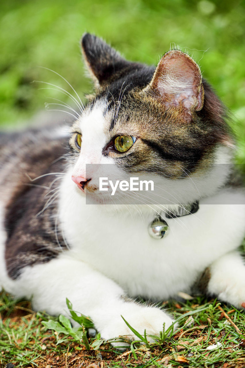 pet, animal themes, animal, mammal, cat, domestic animals, one animal, domestic cat, feline, grass, whiskers, small to medium-sized cats, plant, felidae, no people, portrait, kitten, relaxation, cute, nature, animal body part, looking, carnivore, lying down, sitting, close-up, outdoors