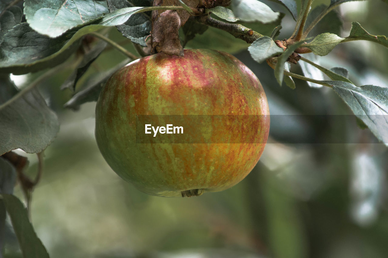 CLOSE-UP OF FRUITS ON TREE