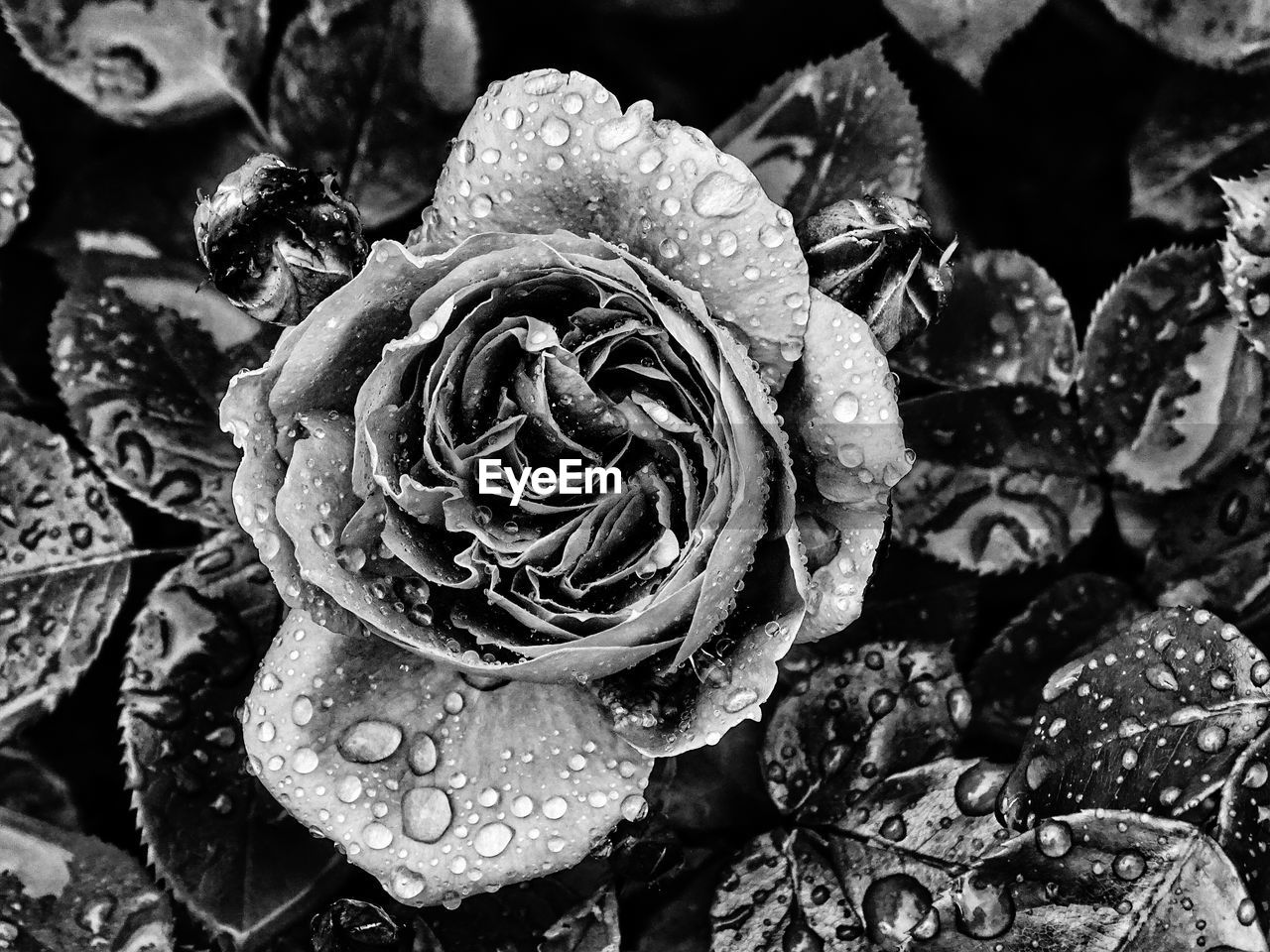 CLOSE-UP OF WET ROSE IN RAIN