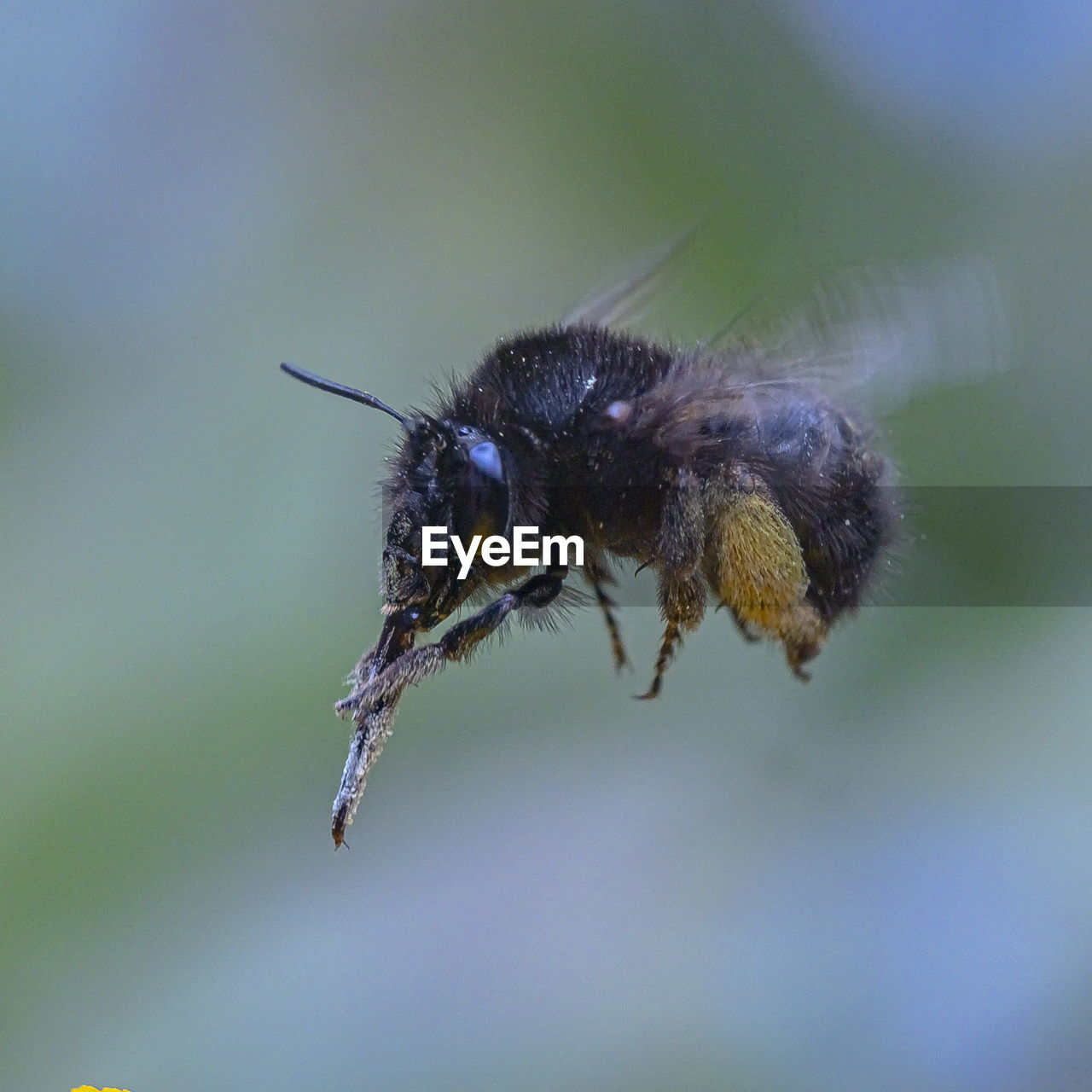 CLOSE-UP OF BEE ON A PLANT