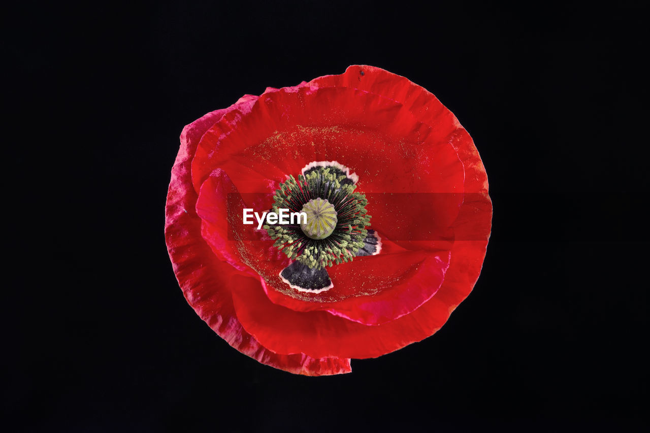Poppy flower on a black background. bright scarlet petals and a lot of olive-colored stamens.