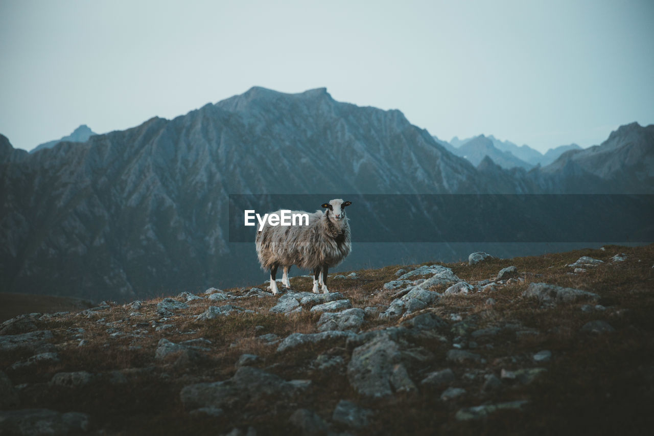 View of sheep on landscape against mountains