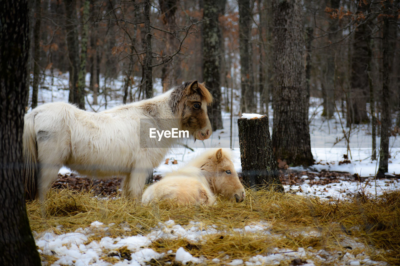 Horse in a field