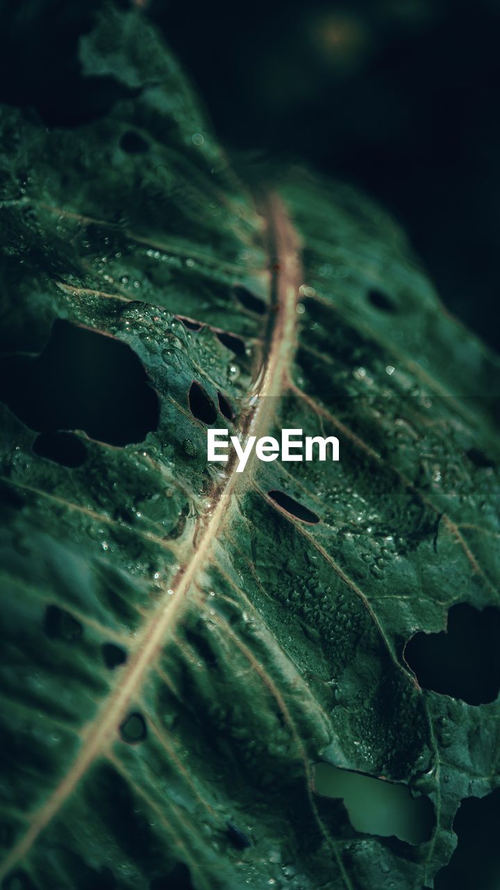 CLOSE-UP OF WATER DROPS ON LEAVES