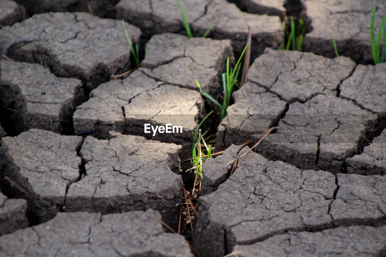 HIGH ANGLE VIEW OF PLANT GROWING ON STONE WALL