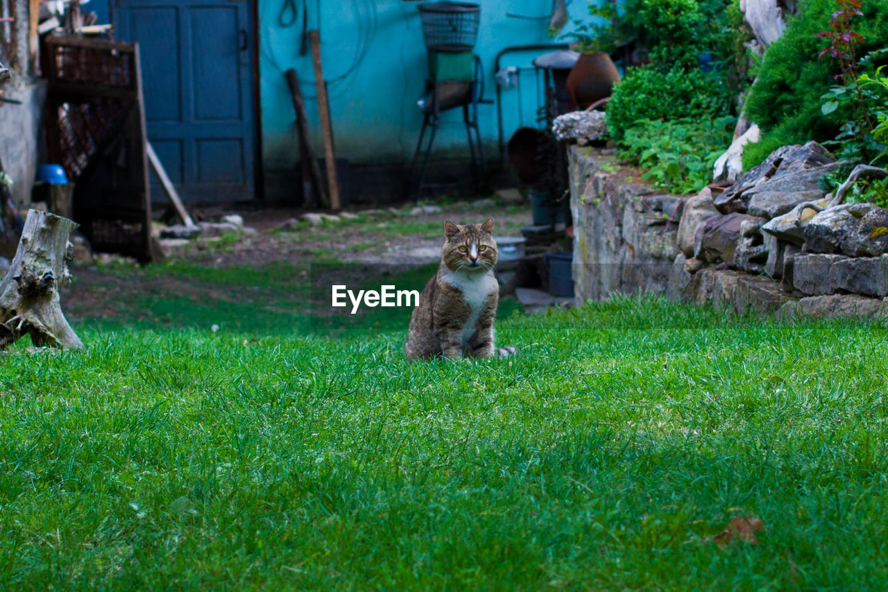 VIEW OF A CAT SITTING ON GRASS