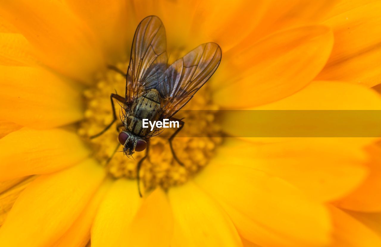 EXTREME CLOSE-UP OF INSECT ON YELLOW FLOWER