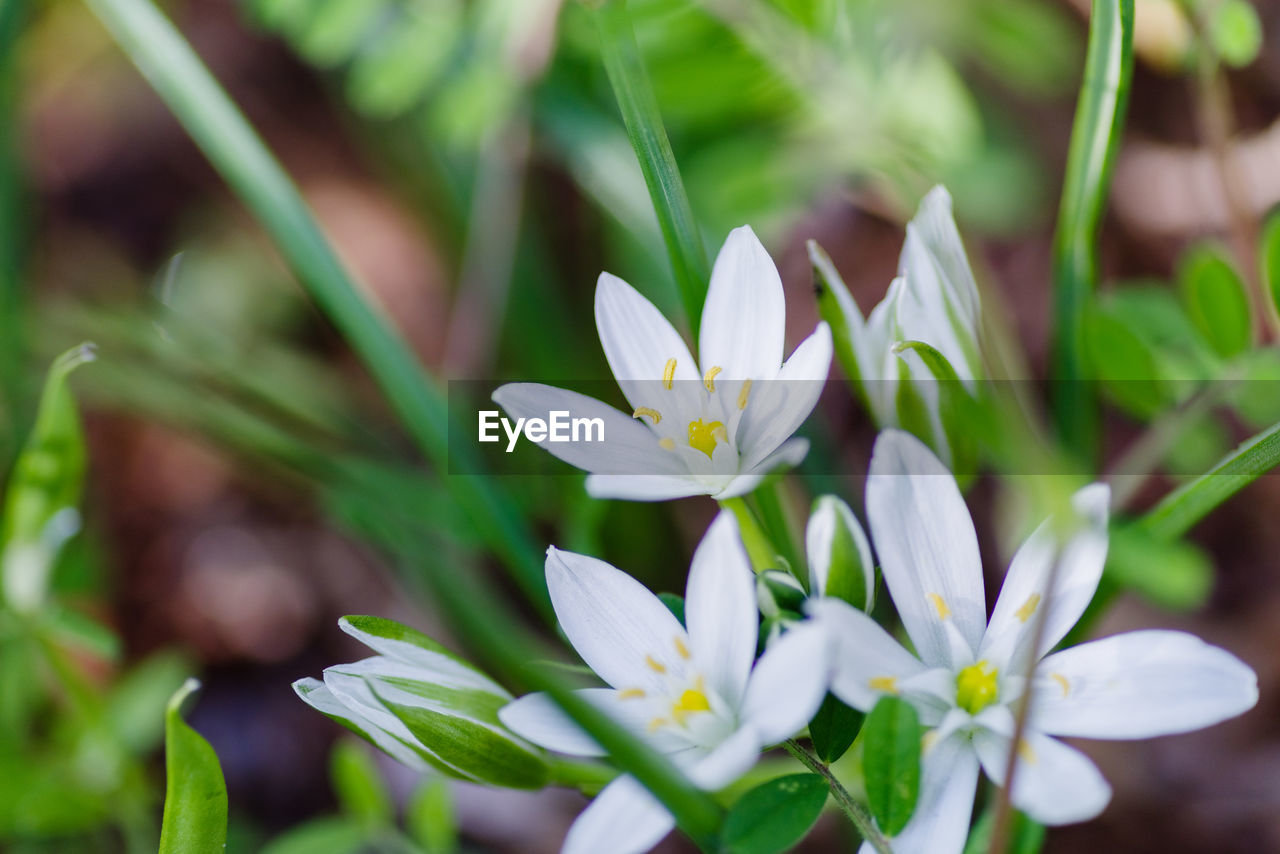 Close-up of white flowering plants