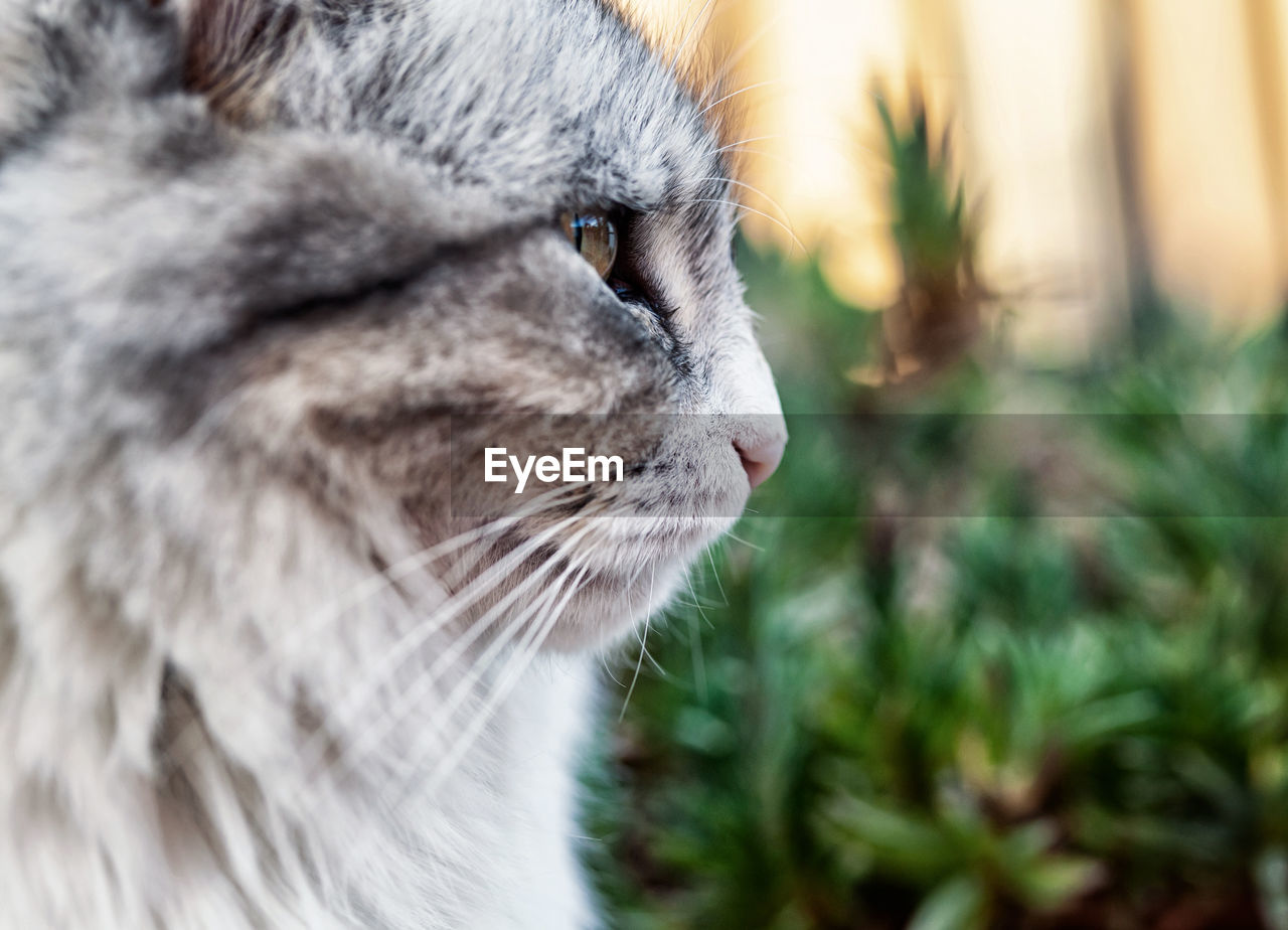 Close-up of a cute grey fluffy striped cat head side view.