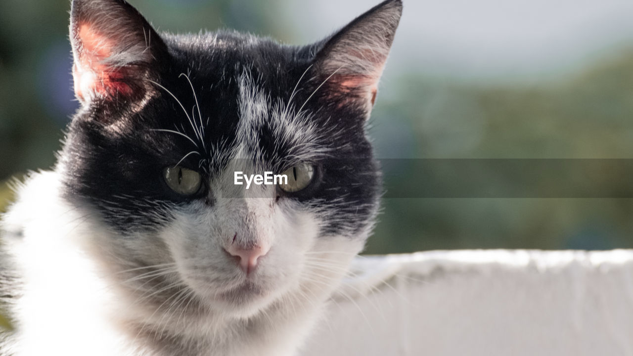 CLOSE-UP PORTRAIT OF CAT