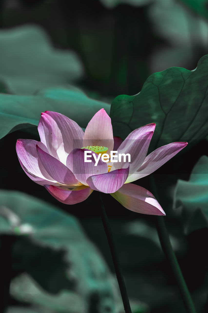 CLOSE-UP OF PINK LOTUS WATER LILY IN GARDEN