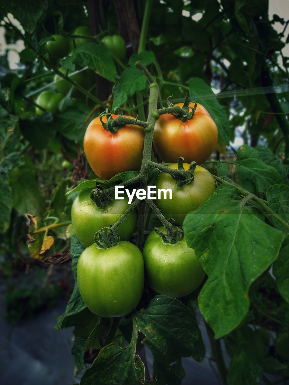 CLOSE-UP OF TOMATOES ON PLANT