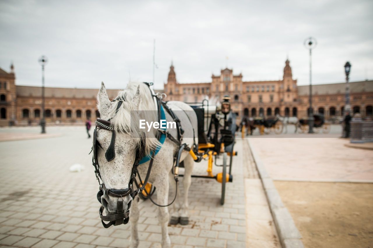 Horse carts on street at plaza de espana