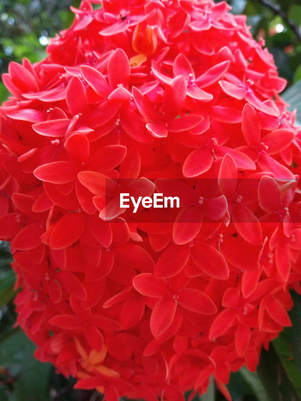 CLOSE-UP OF RED FLOWERING PLANTS