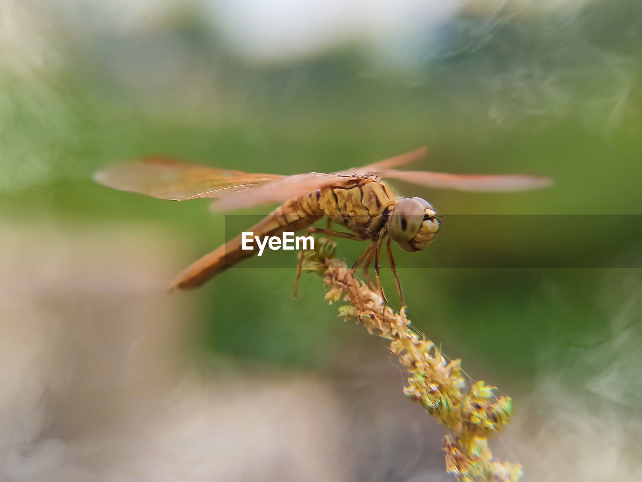 CLOSE-UP OF INSECT ON LEAF