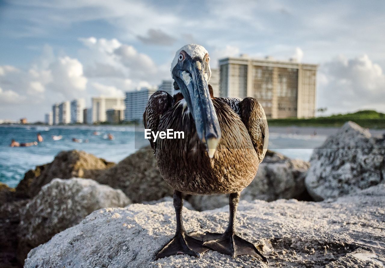 Pelican by water against sky