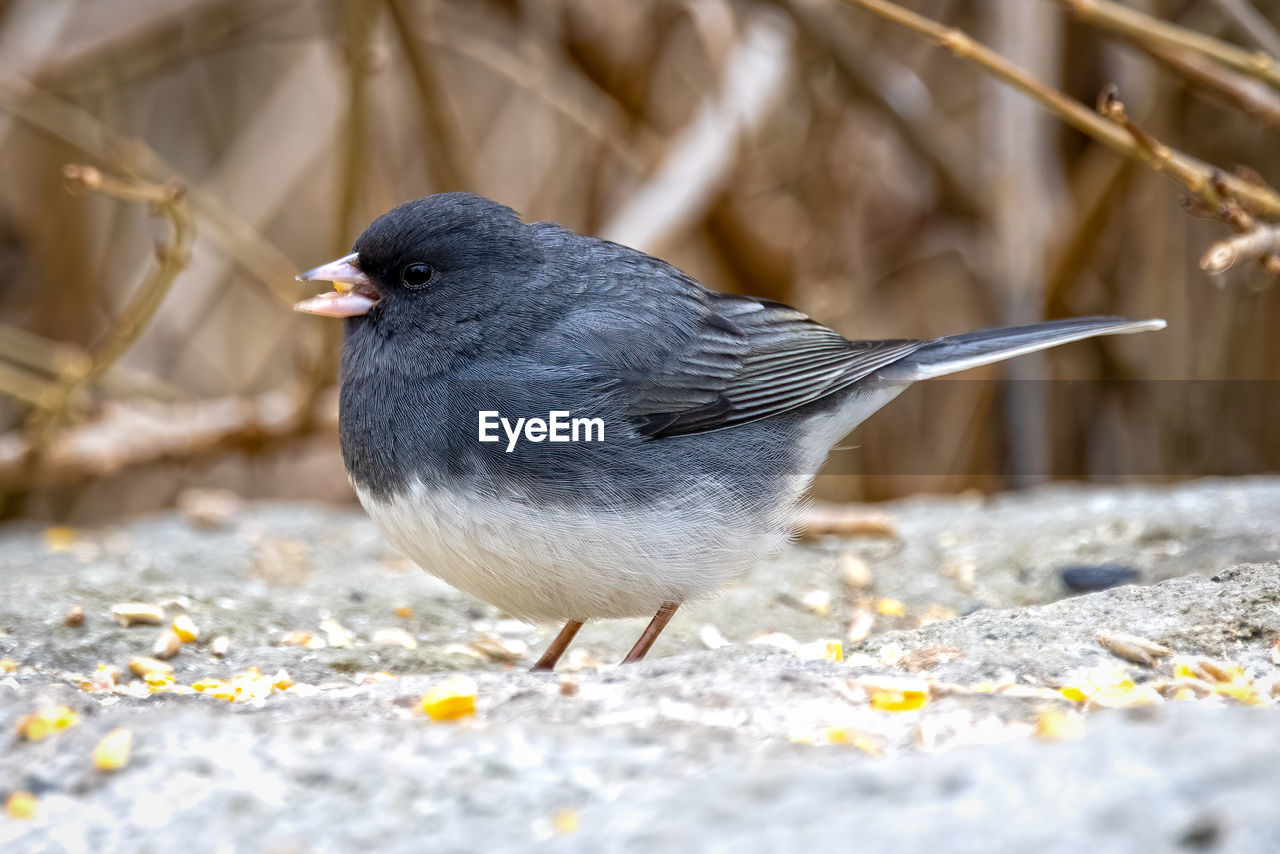 CLOSE-UP OF BIRD PERCHING ON GROUND