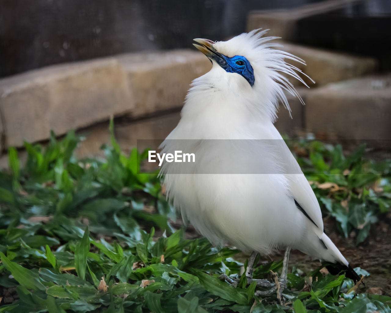 CLOSE-UP OF WHITE BIRD