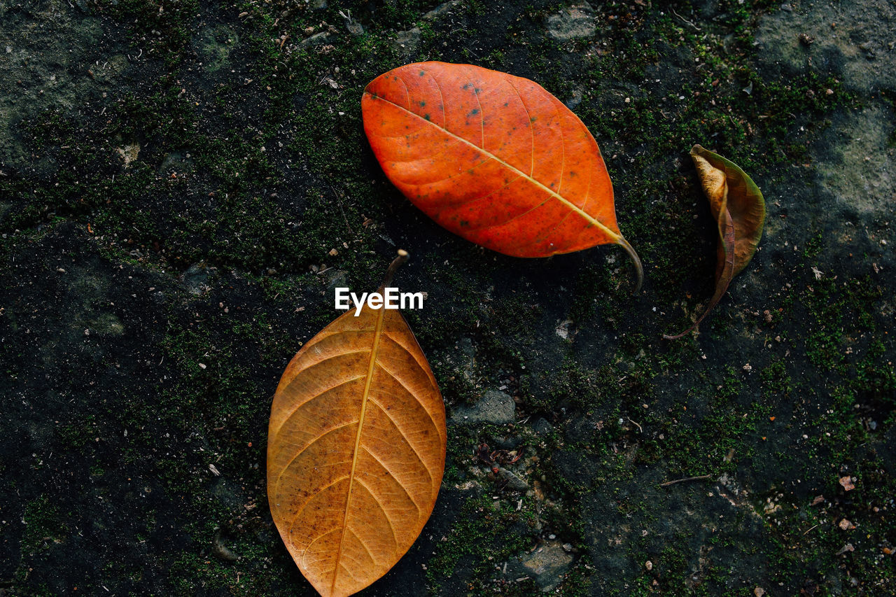 HIGH ANGLE VIEW OF DRY LEAVES ON PLANT